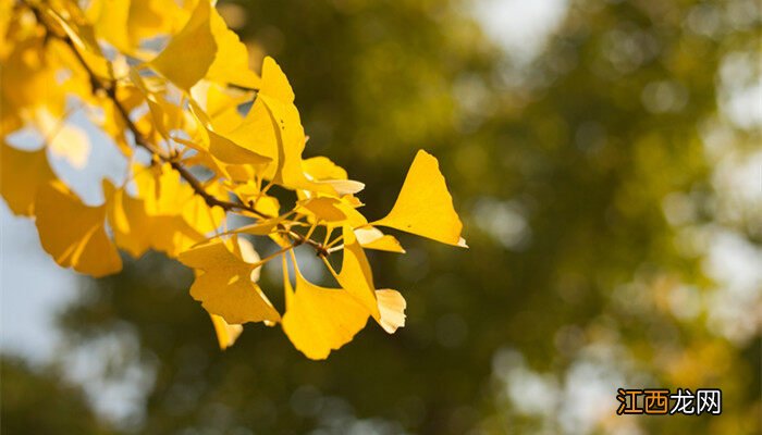 银杏树镇宅还是招鬼 庭院单独种一棵银杏树可以吗