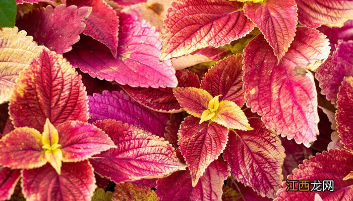 五彩苏怎样过冬 五彩苏怎么过冬天