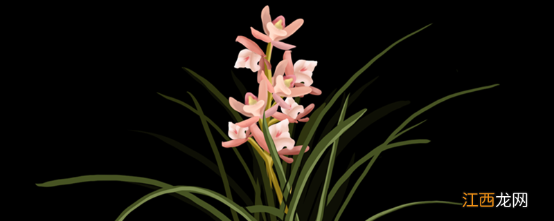 君子兰十一月能换土吗视频 君子兰十一月能换土吗