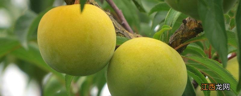 蜂糖李适合种植地区 蜂糖李适合种植地区要求