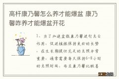 高杆康乃馨怎么养才能爆盆 康乃馨咋养才能爆盆开花