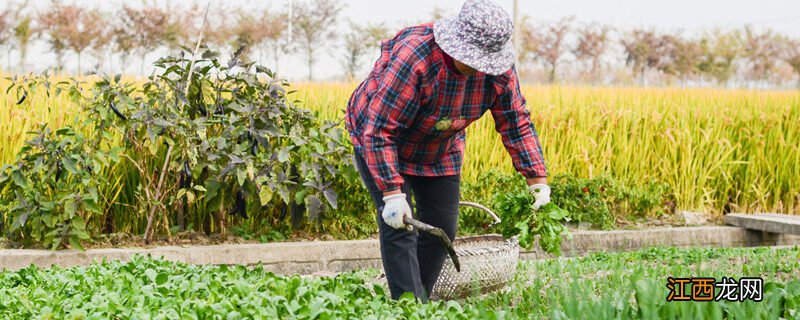 北方荠菜几月份可以挖 荠菜几月份可以挖