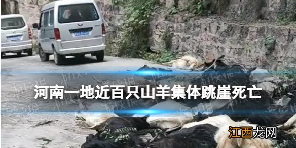 河南近百只山羊集体跳崖死亡 河南一地近百只山羊接连跳崖坠亡怎么回事