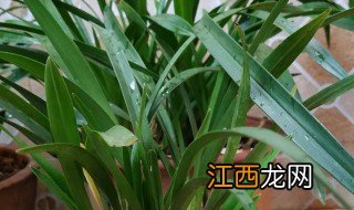 建兰种植方法与注意事项，建兰种植方法与注意事项图片