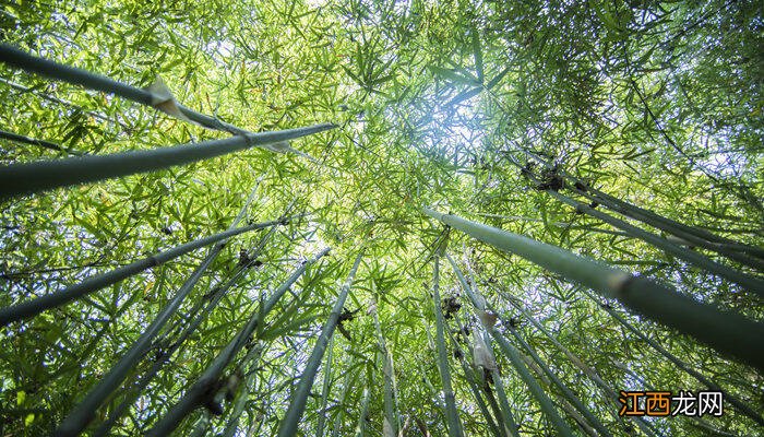 小叶簕竹老桩种植方法视频 小叶簕竹种植方法