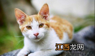 檐上猫歌词 檐上猫歌曲简介