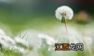 蒲公英在家可以种植吗 蒲公英在家怎么种植呢