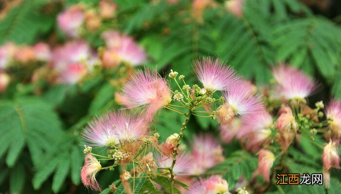哪些植物早中晚会发生变化的 哪些植物早中晚会发生变化