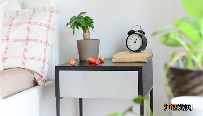 冬天发财树叶子发黄脱落怎样挽救