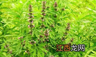 益母草的功效与作用用法 益母草的功效与作用及食用方法