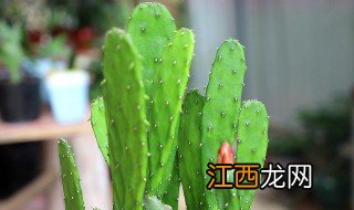 仙人掌外用禁忌 仙人掌有什么功效