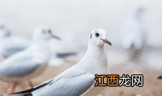 专家怎么判断鸽子公母，专家怎么判断鸽子公母图片