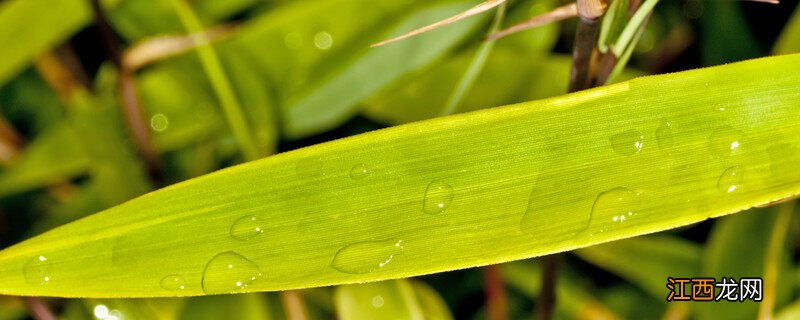 竹叶草图片 竹叶草用什么除草剂可以除根