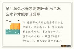 吊兰怎么水养才能更旺盛 吊兰怎么水养才能更旺盛呢