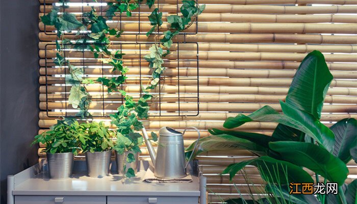 玉树耐寒最低温度是多少度 玉树耐寒最低温度是多少