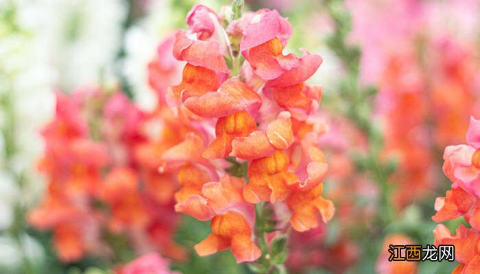金鱼草 养护 金鱼草的养殖方法和注意事项