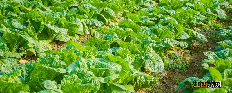立冬后白菜还长吗? 立冬后大白菜还长吗