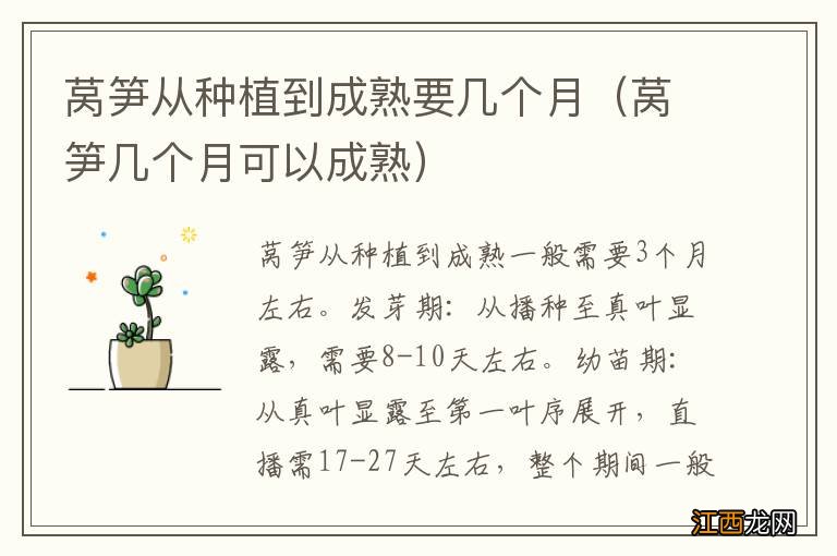 莴笋几个月可以成熟 莴笋从种植到成熟要几个月