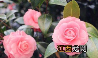 冬天怎么种植花卉，冬天怎么种植花卉盆栽