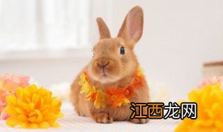 对象本命年送什么礼物好 男朋友本命年兔送什么礼物