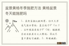 盆景黄杨冬季施肥方法 黄杨盆景冬天能施肥吗