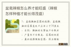 辣椒怎样种植才能长得茂盛 盆栽辣椒怎么养才能旺盛