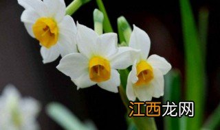 水养水仙怎么养才能更旺盛 水仙花怎么养才能更旺盛