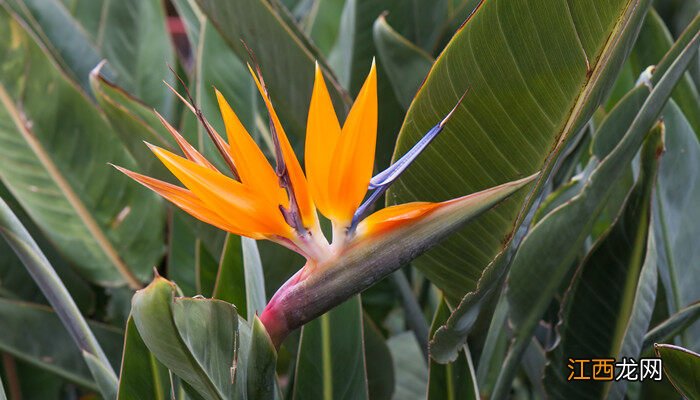 天堂鸟多久浇一次水 天堂鸟怎么养才能更旺盛