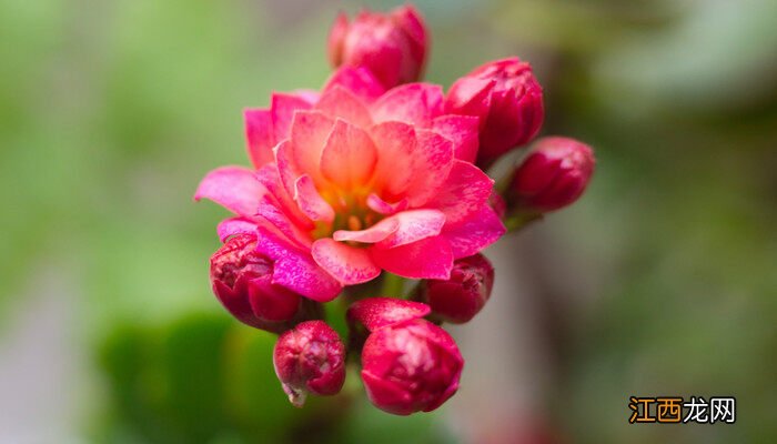 长寿花十月份摘心还能开花吗视频 长寿花十月份摘心还能开花吗