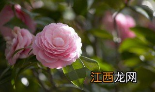 花卉怎么养才能爆盆 花如何爆盆