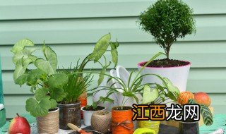 水植物怎么养才能更旺盛视频 水植物怎么养才能更旺盛