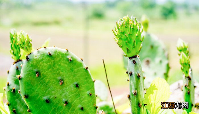 仙人掌耐寒最低温度是多少度 仙人掌耐寒最低温度是多少