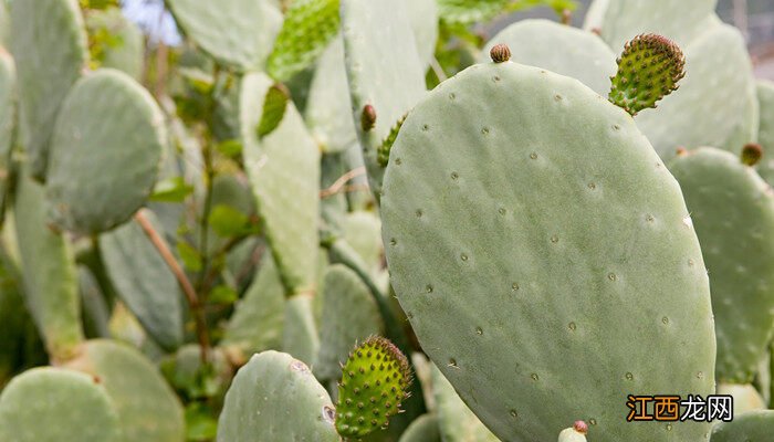 仙人掌耐寒最低温度是多少度 仙人掌耐寒最低温度是多少