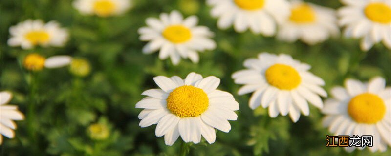 夏天快速生长的生物还有哪些 夏天快速生长的生物