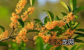 桂花冬天怎么盆栽 桂花盆栽怎么过冬