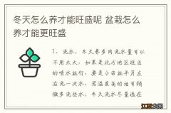 冬天怎么养才能旺盛呢 盆栽怎么养才能更旺盛