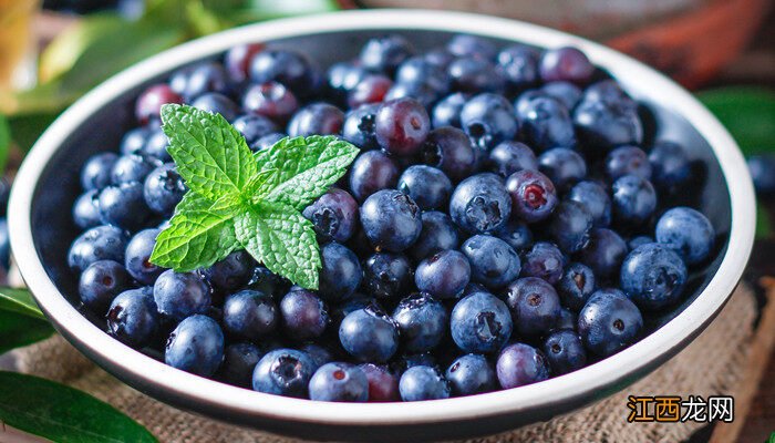目前最好的蓝莓品种排名 顶级蓝莓品种介绍