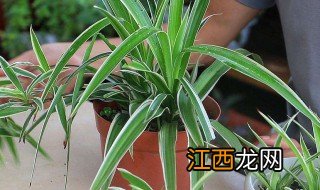 水吊兰怎么养才能更旺盛 水培吊兰怎么养才能更旺盛