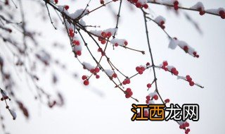 殇雪歌词 殇雪歌曲简介
