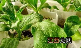 冰菜种子适合什么季节播种最好 冰菜种子适合什么季节播种