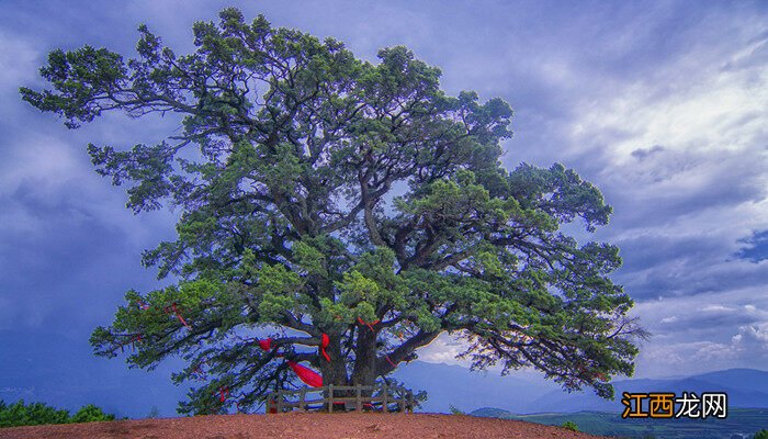 真正的降龙木图片 降龙木有几种