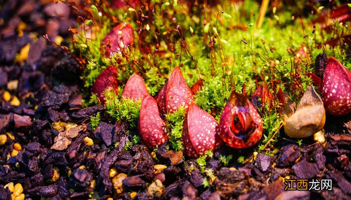 吃昆虫的植物有哪些 吃昆虫的植物