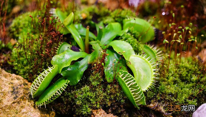 吃昆虫的植物有哪些 吃昆虫的植物