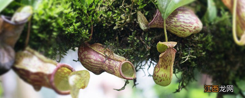 吃昆虫的植物有哪些 吃昆虫的植物