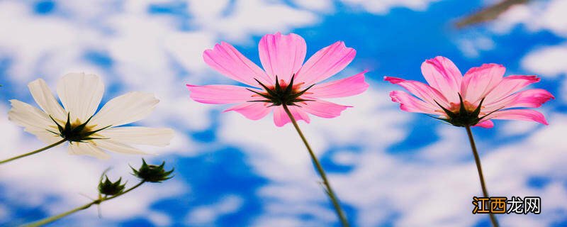 格桑花一年四季都可以播种吗 格桑花谢了第二年还会开吗