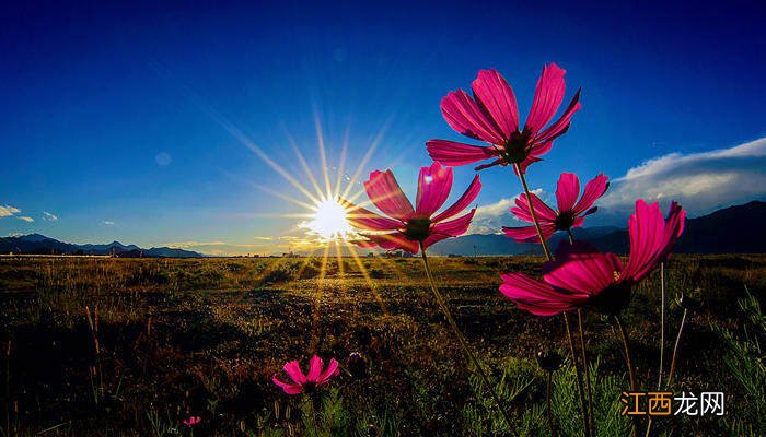 格桑花一年四季都可以播种吗 格桑花谢了第二年还会开吗