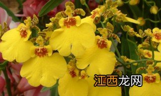 文心兰的功效与作用 文心兰的简介