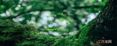 苔藓有什么作用与功效 苔藓植物的作用