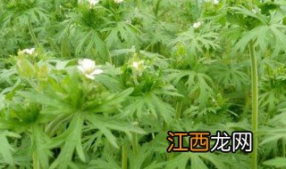 老鹳草的功效与作用及药用价值 老鹳草有什么功效与作用及药用价值