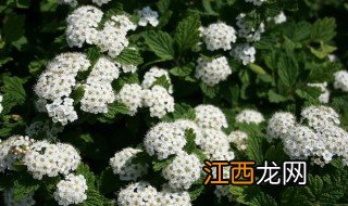 绣线菊适合什么季节播种种子 绣线菊适合什么季节播种